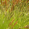 Carex elata 'Aurea'